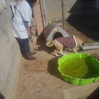 photo de livraison pour SOS Animaux Tunisie