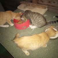 photo de livraison pour Les Fées AnimO