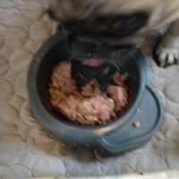 photo de livraison pour Chats Grains d'Amour