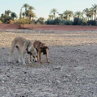 photo de livraison pour L'Arche de Noé