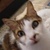 photo animal