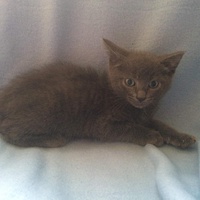 photo de livraison pour Les chats de l'Indifférence