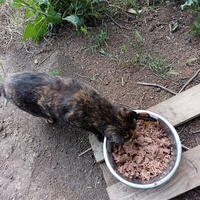 photo de livraison pour Les félins de la petite Venise