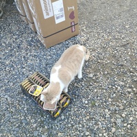 photo de livraison pour Hearthland Royal Horse