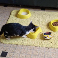 photo de livraison pour Chat L'Heureux Chat l'Ange et Cie