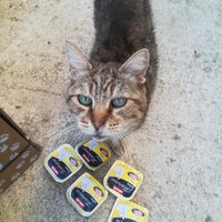 photo de livraison pour Les Chats libres de Calvisson