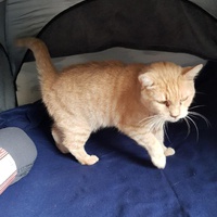 photo de livraison pour Les chats de l'Indifférence