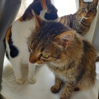 photo de livraison pour Les Pattounes de l'Espoir