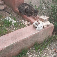 photo de livraison pour Protect Cat