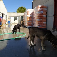 photo de livraison pour ASPA Asociaciòn Socuellamina para la Protecciòn Animal