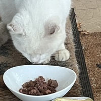 photo de livraison pour SOS Chats Libres