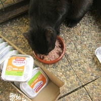 photo de livraison pour Au Bonheur des Chats Libres