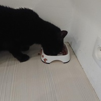 photo de livraison pour Cœur Animal