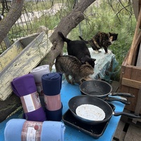 photo de livraison pour Les chats Port-Saint-Louisiens