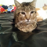 photo de livraison pour Protect Cat