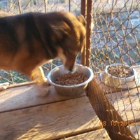 photo de livraison pour Pro Animals Finland ry