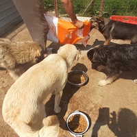 photo de livraison pour Animal Shields Oradea