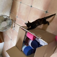 photo de livraison pour Les Chats de Condom 32