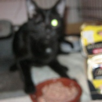 photo de livraison pour Au Bonheur des Chats Libres
