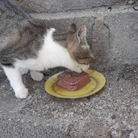 photo de livraison pour Chats cerbériens