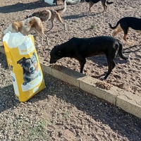 photo de livraison pour Comme Chiens et Chats Maroc