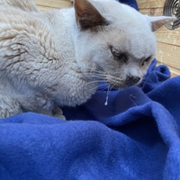 photo de livraison pour Ecole du Chat des Alpilles