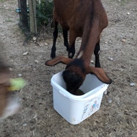 photo de livraison pour La Ferme des Zanimobiles