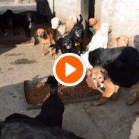 photo de livraison pour Azil Bella