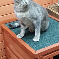 photo de livraison pour L'Ecole du Chat du Mirail