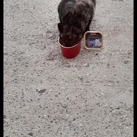 photo de livraison pour Stérilcat 80