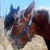 photo animal