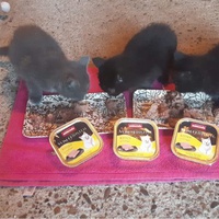 photo de livraison pour Le Chat Salonais