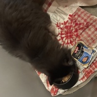 photo de livraison pour Les Chats De QUEAUX