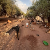 photo de livraison pour Help Adopt Moroccan Animals