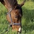 photo animal