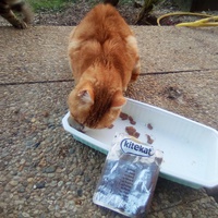 photo de livraison pour Chats errants du val du crenu