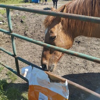 photo de livraison pour Hearthland Royal Horse