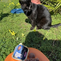 photo de livraison pour Les chats de chez nous