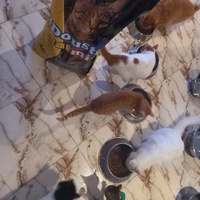 photo de livraison pour Comme Chiens et Chats Maroc