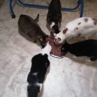 photo de livraison pour Boule de Poils