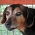 photo animal