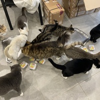 photo de livraison pour SADF (Sauvetage des animaux domestiques de France)