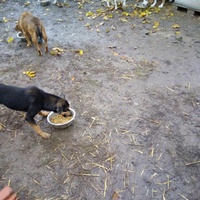 photo de livraison pour Serbian Society for the Protection of Animals - SSPA
