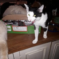 photo de livraison pour Patounes de Chats