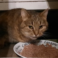 photo de livraison pour Cœur Animal