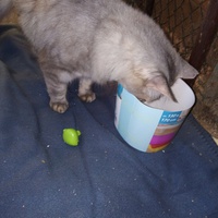 photo de livraison pour Amicale Chats