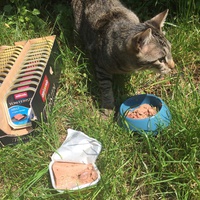 photo de livraison pour Les chats de l'Indifférence