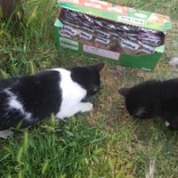 photo de livraison pour Les chats Port-Saint-Louisiens