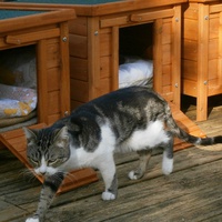 photo de livraison pour Au Paradis Des Chats
