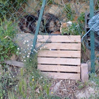 photo de livraison pour Le Chat Salonais